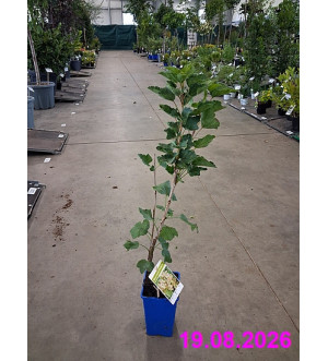 Ribes rubrum 'Werdavia' RP 1,6 L